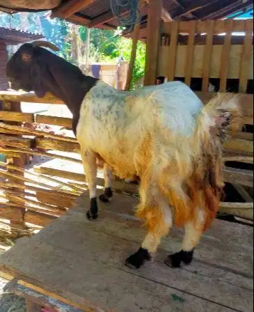 3 ekor kambing betina siap qurban 2026 superan 3-4 thn 50kiloUP majir