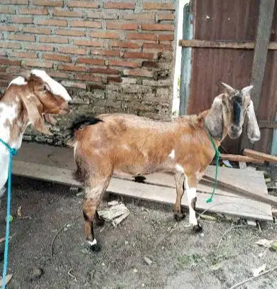 3 ekor kambing betina siap qurban 2026 superan 3-4 thn 50kiloUP majir