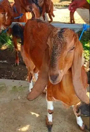 3 ekor kambing betina siap qurban 2026 superan 3-4 thn 50kiloUP majir