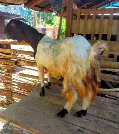 3 ekor kambing betina 3-4 thn ex kamper 50kiloUP siap kurban 2026 puas
