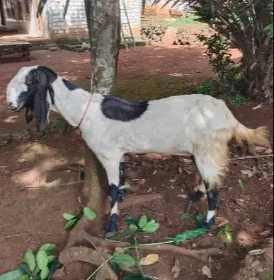 3 ekor kambing betina 3-4 thn ex kamper 50kiloUP siap kurban 2026 puas