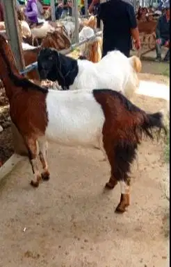 3 ekor kambing betina 50kiloUP 3-4 thn majir afkir siap kurban 2026 ok