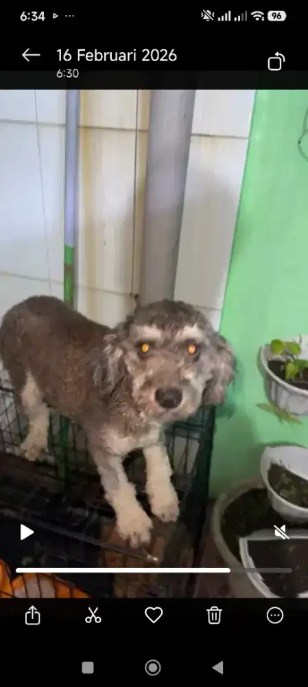 phantom poodlel silver dewasa