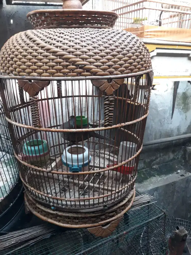 perkutut bangkok udah mangung suara besar