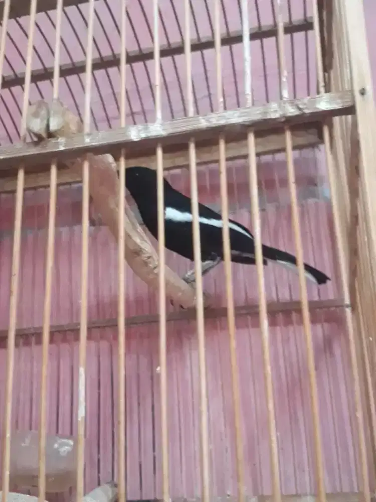 Kacer hitam gacor pool fighter