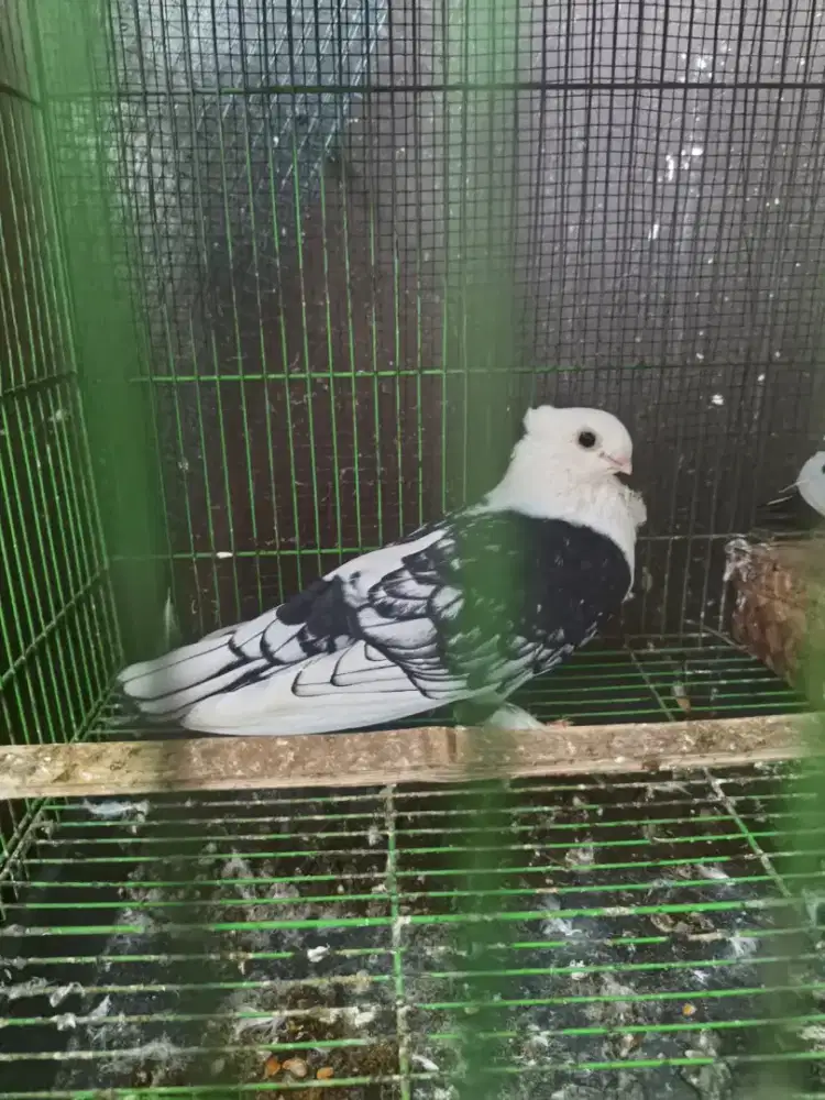 Di Jual  3 Burung Hias Santinet & Bluenet + Burung Puter sepasang