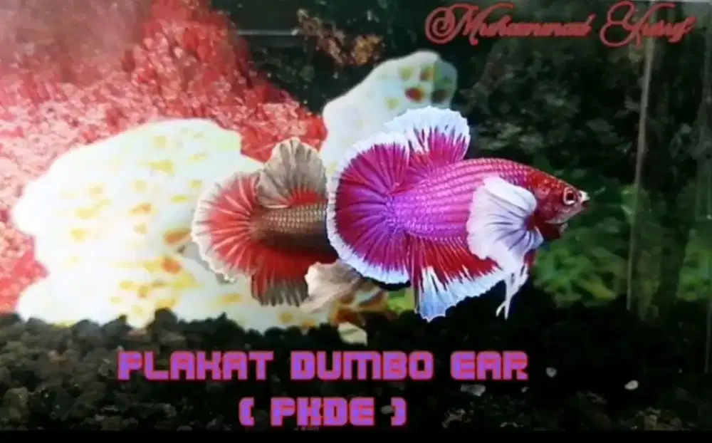 Ikan Cupang Plakat Dumbo Ear ( PKDE )