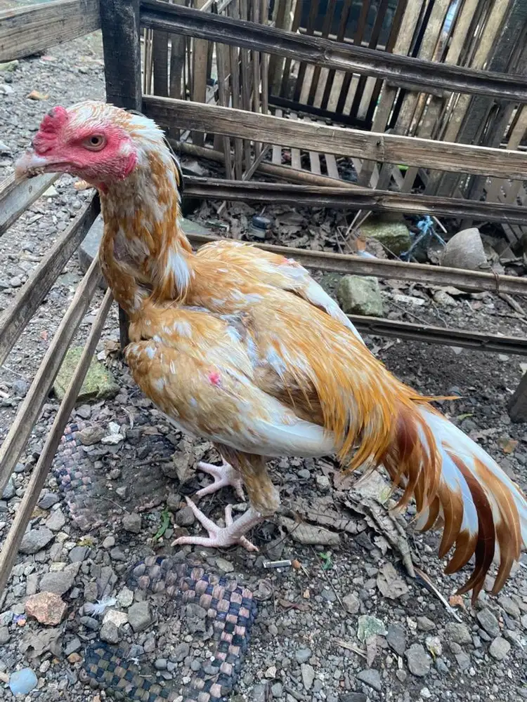 Ayam bangkok janggar