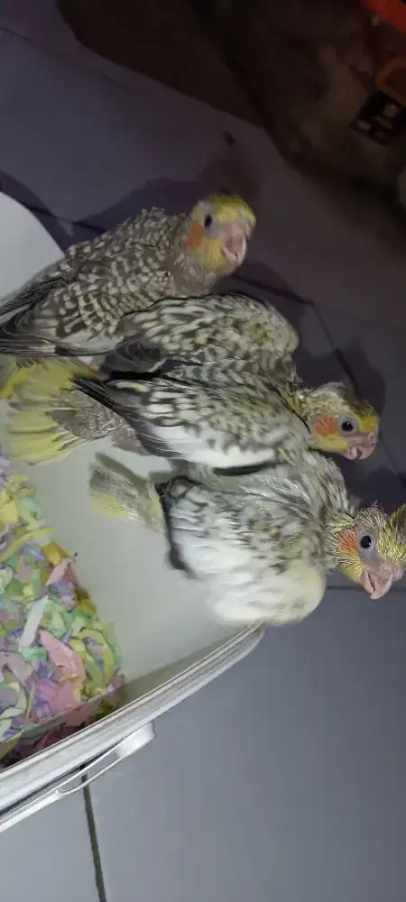 Anakan Falk pearl split WF