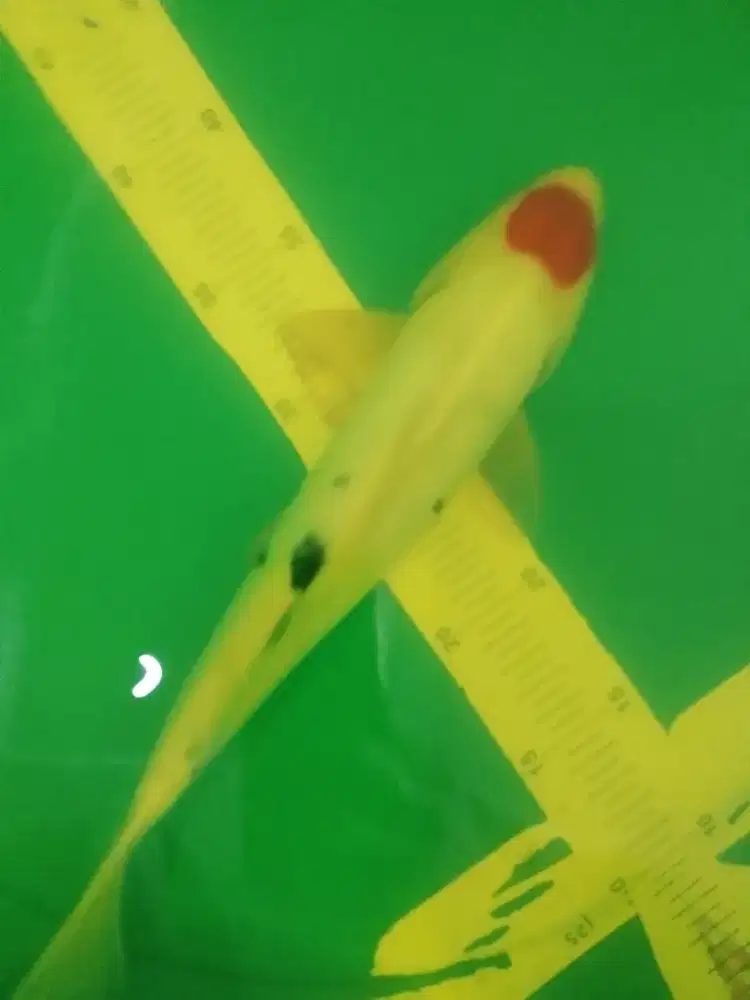 Ikan koi jenis Tancho Sanke Doitsu 32cm HQ