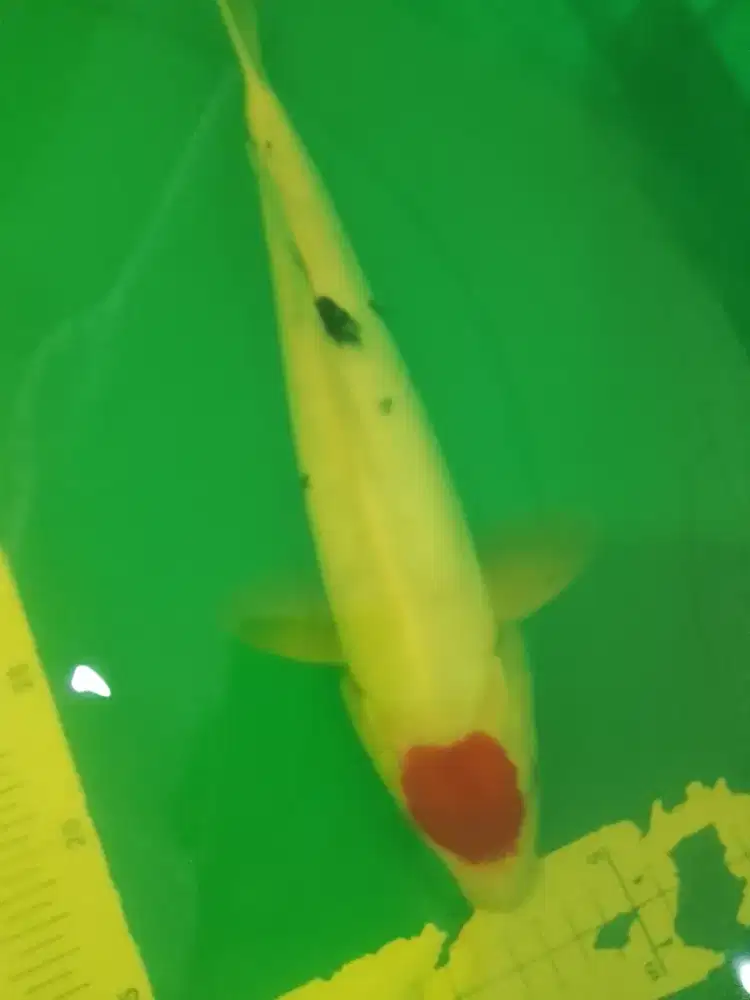 Ikan koi jenis Tancho Sanke Doitsu 32cm