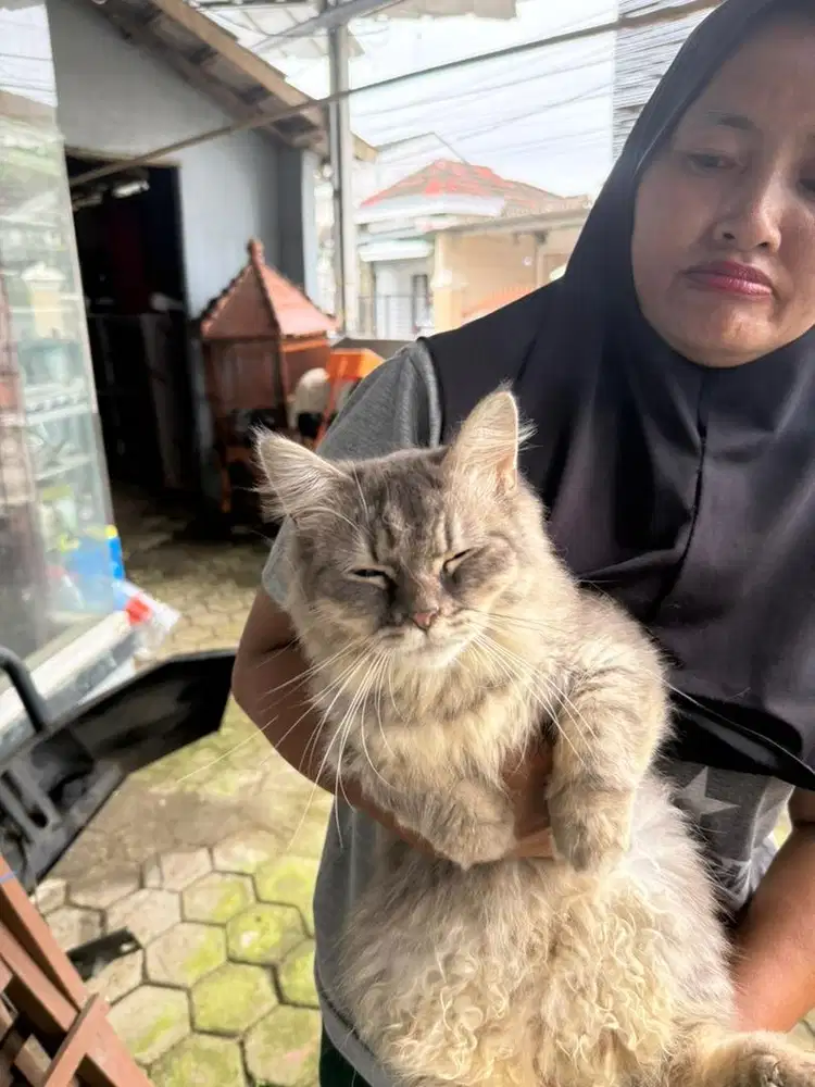 kucing persia jinak