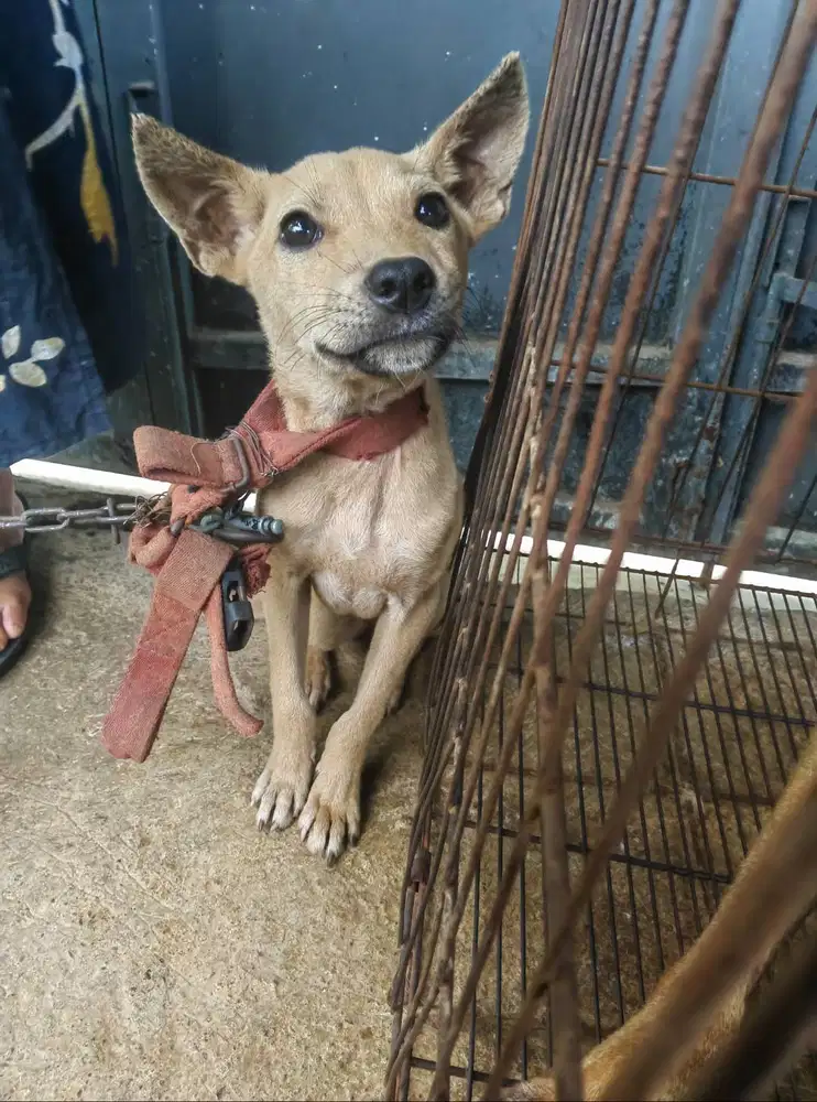 PUPPY PITBUL MIX HUSKY