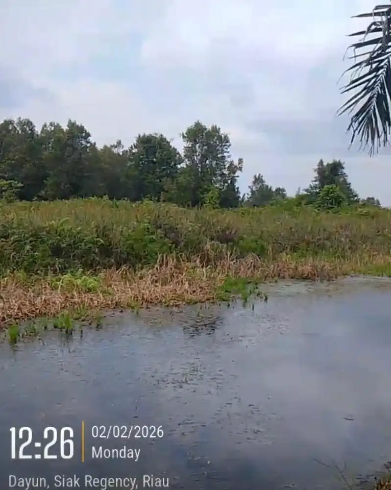 Dijual Tanah Kosong di Dayun-Siak Cocok Untuk Kebun Sawit