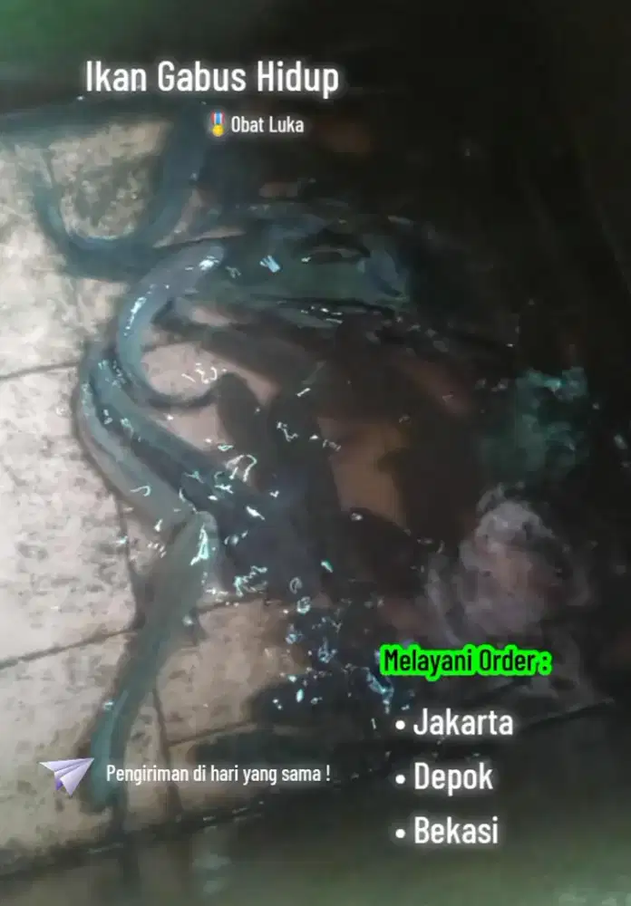 Hidangan bergizi gabus konsumsi