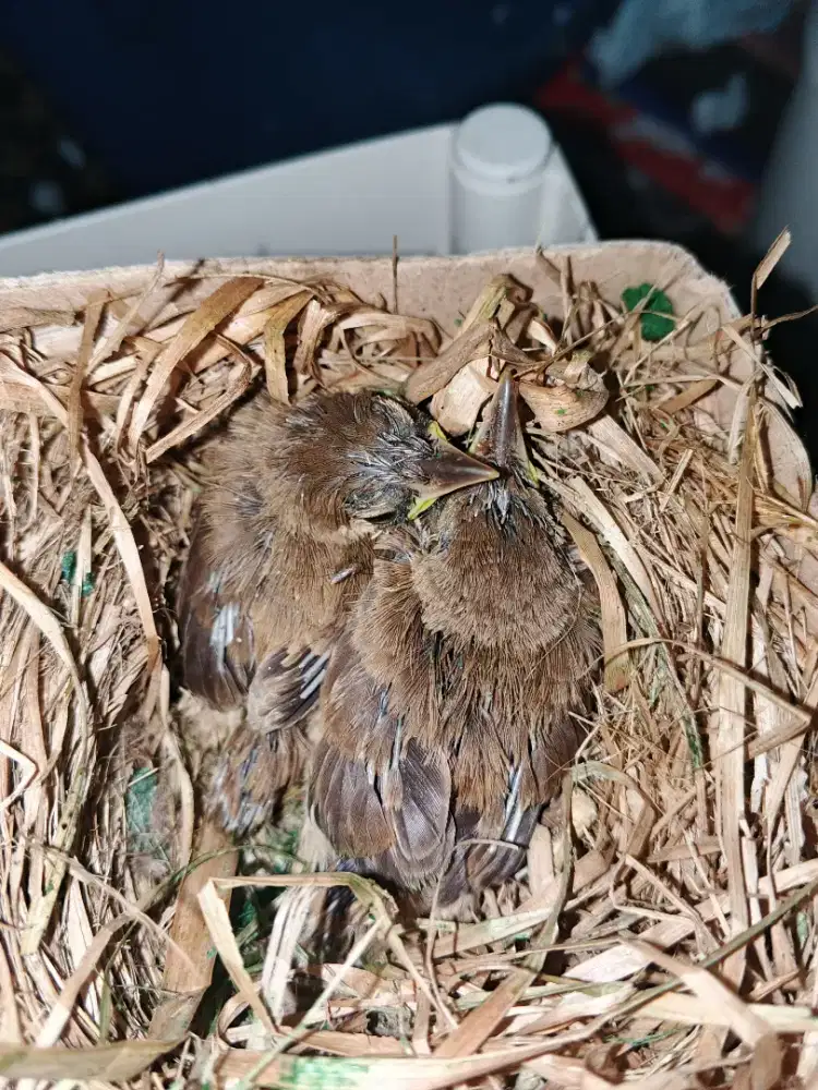 Lolohan kerakbasi seusuhan dua ekor