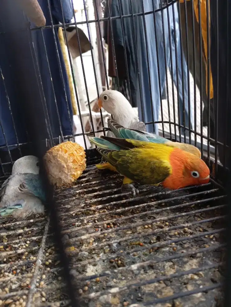 Lovebid baby/ anakan