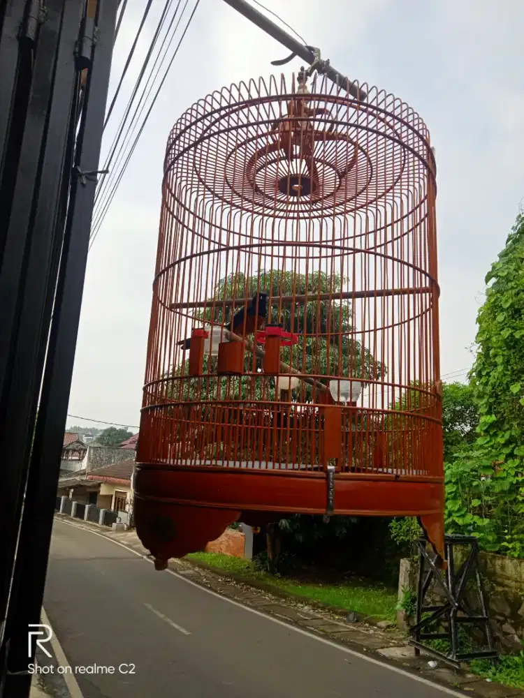 Muray batu bulu baru habis mabung
