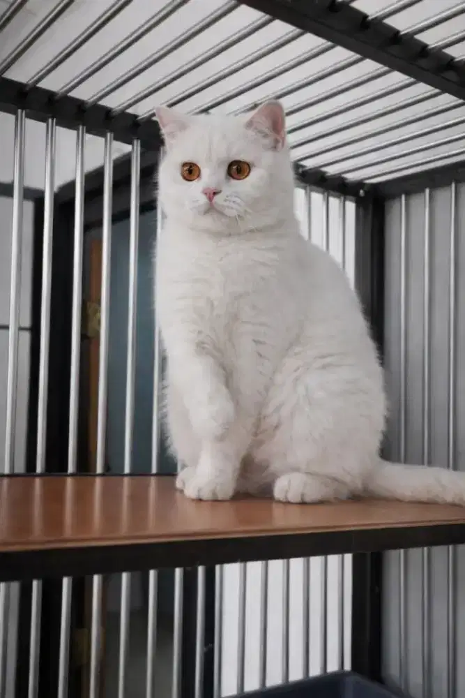 Kucing BSH white solid betina