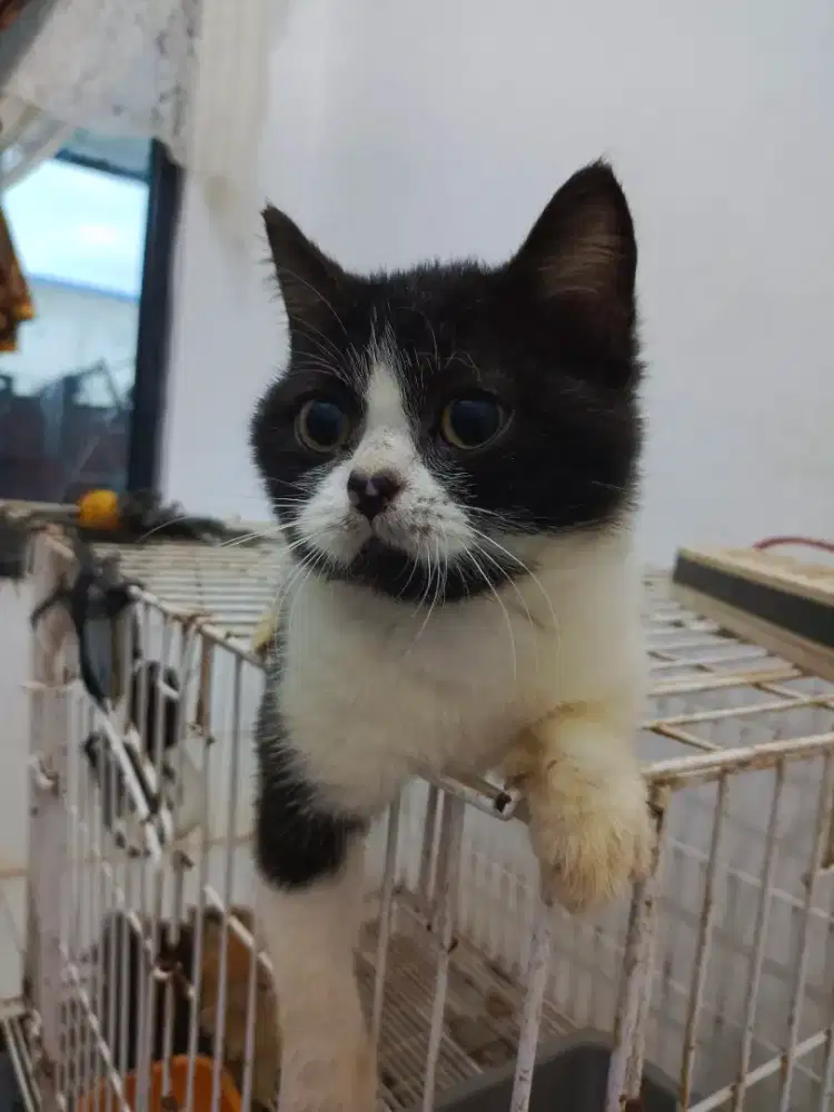 Jantan bsh  hitam putih