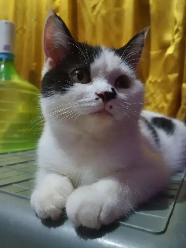 MIXBREED BRITISH SHORTHAIR DAN RAGDOLL