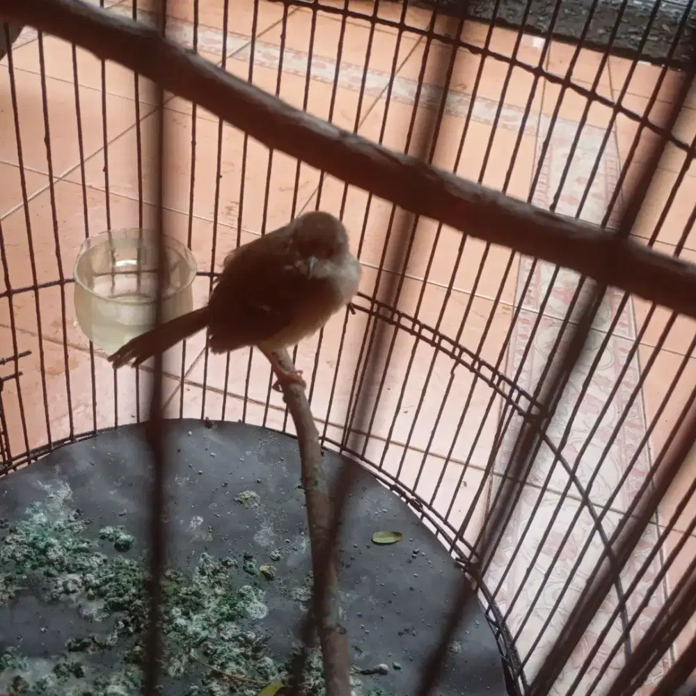 Ciblek gacor jual plus kandang