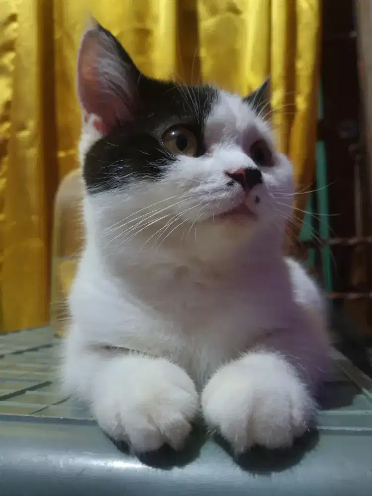 KUCING BSH MIX RAGDOLL JANTAN