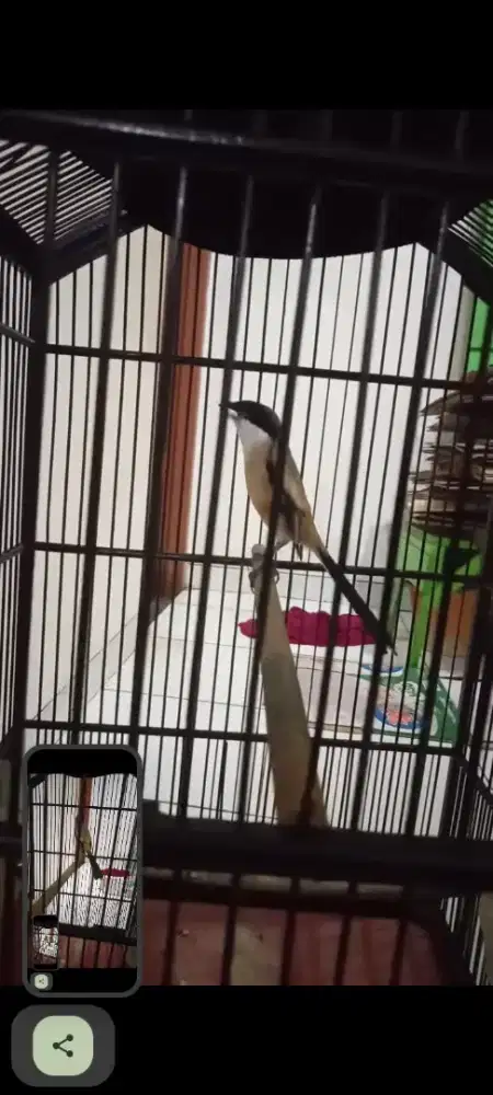 Pentet gacor isian banyak