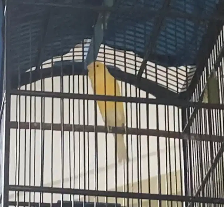 Kenari F1 Rasmi Jantan