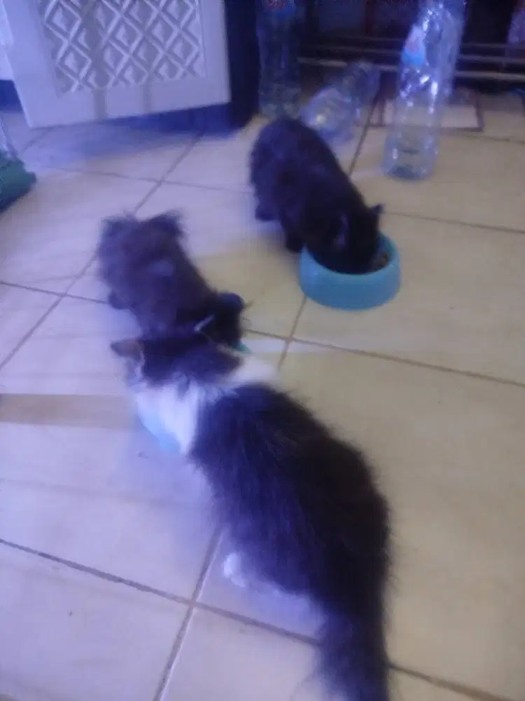 Piknose hitam jantan betina