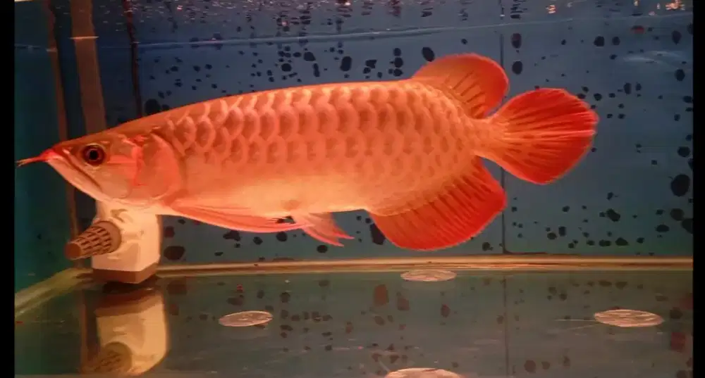 Arwana super red 34cm