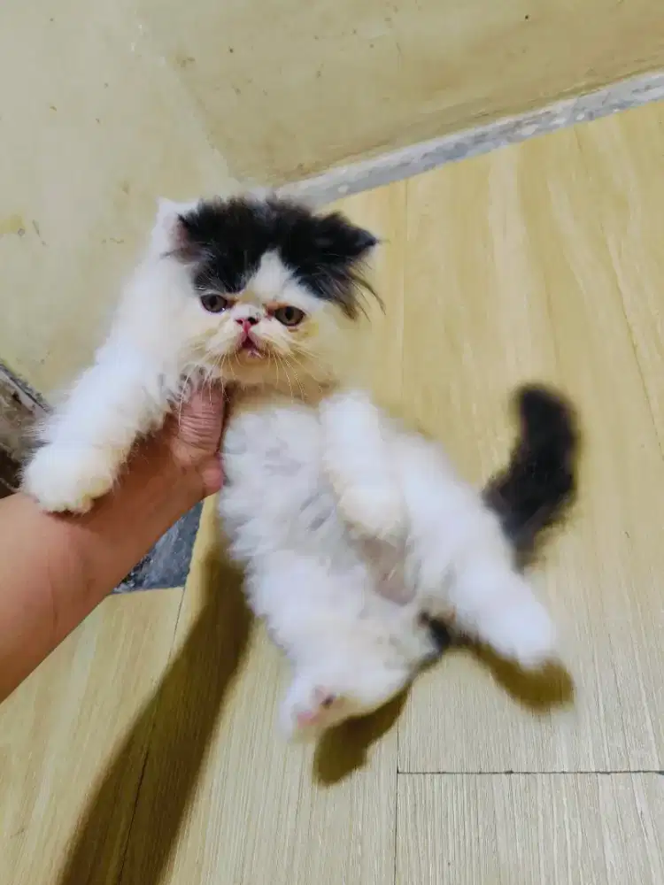 Kitten Persia peaknose