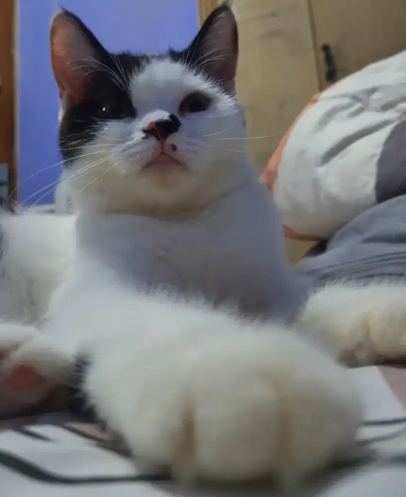 KUCING BSH X RAGDOLL BETINA PUTIH HITAM