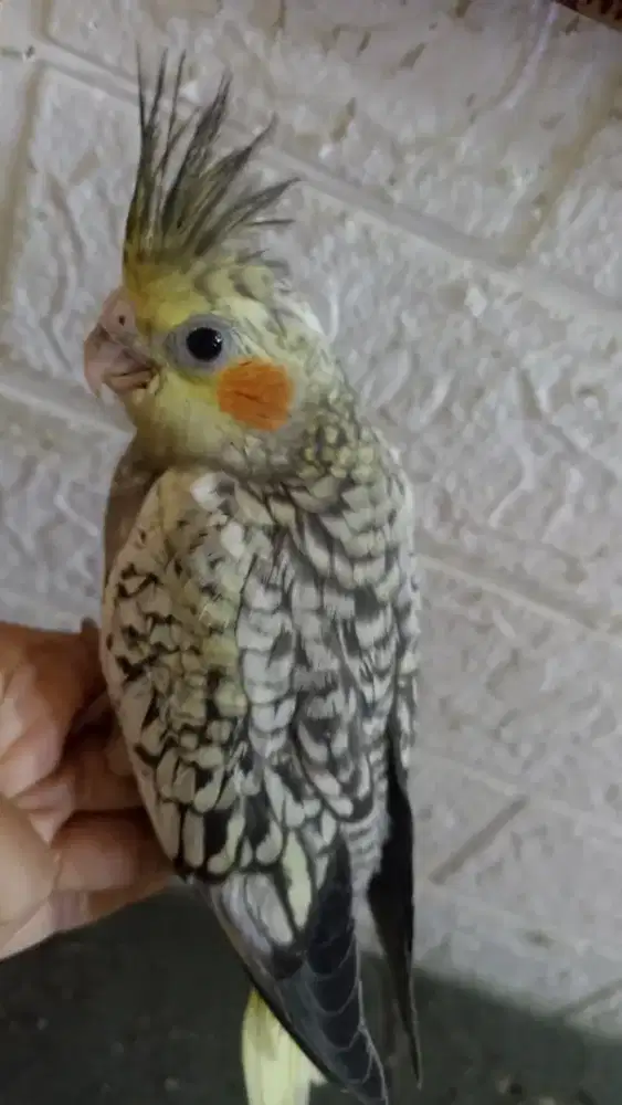 Falk jinak banget pearl batik split WF