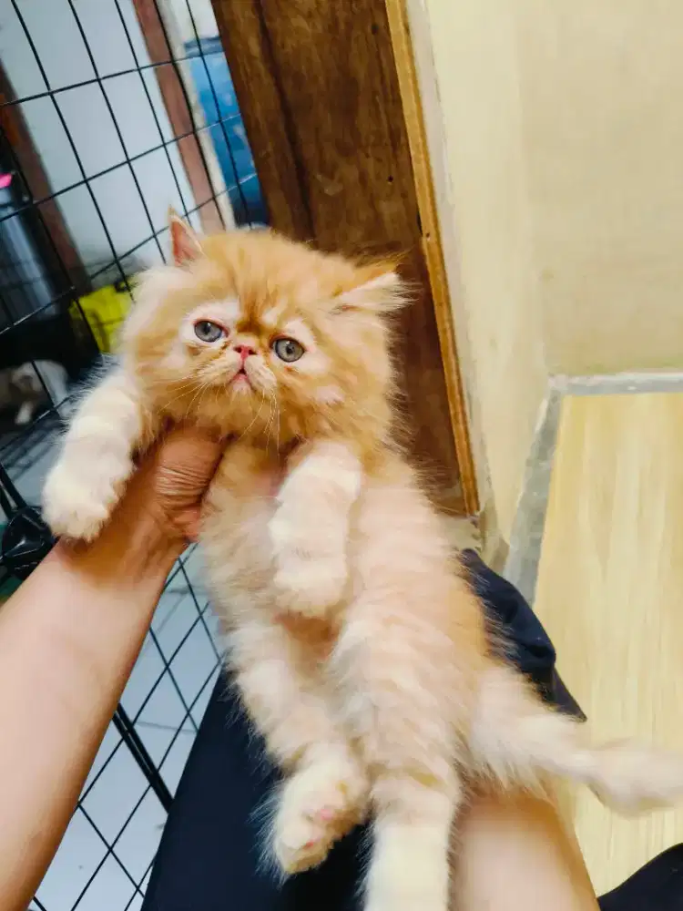 Kitten Persia peaknose