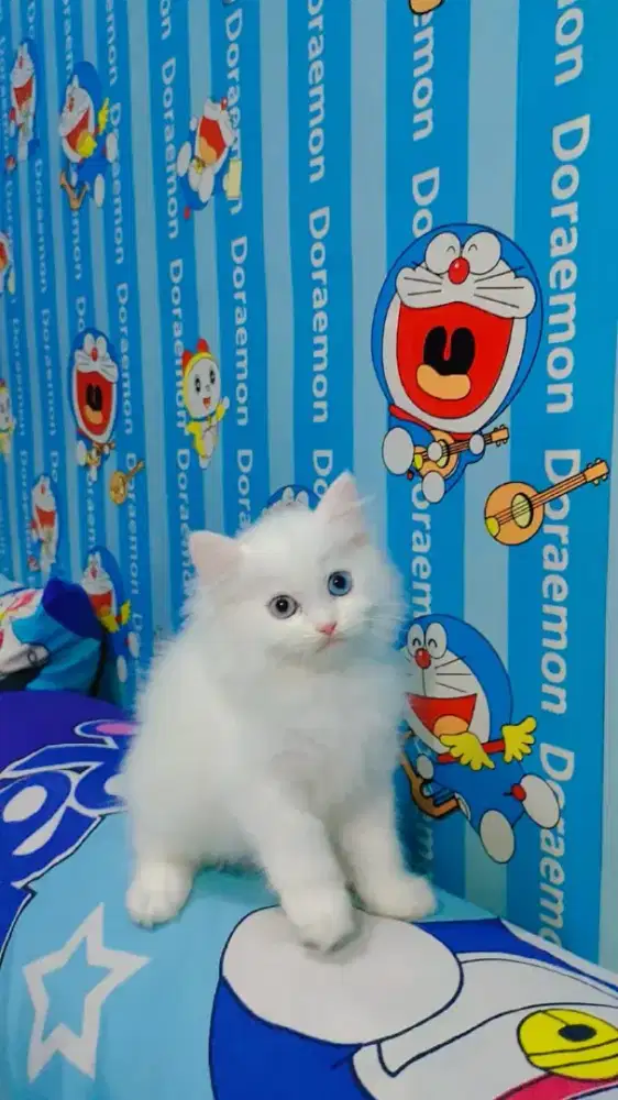 Kitten Persia putih solid