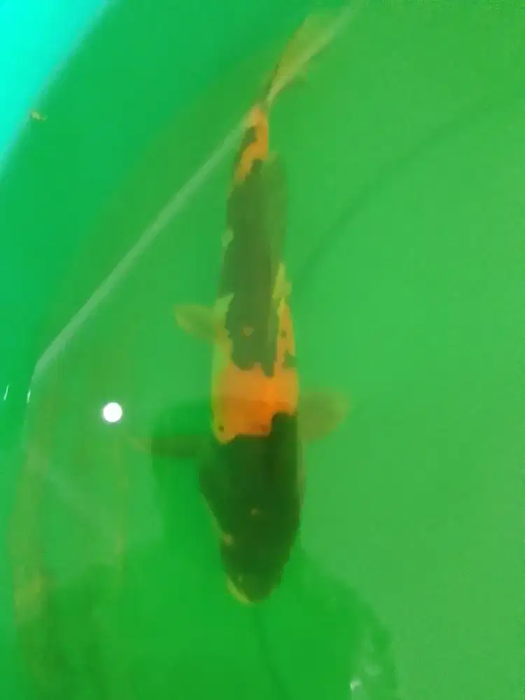 Ikan koi jenis Showa Doitsu 28cm