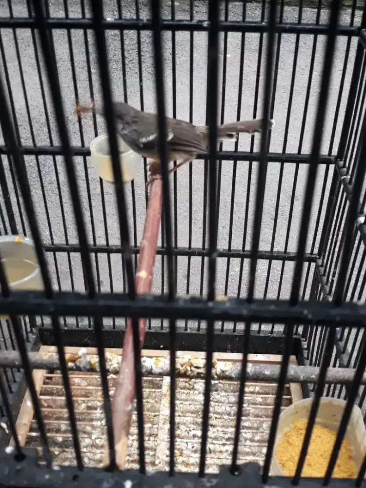 ciblek semi rawatan dah rajin bunyi mulus