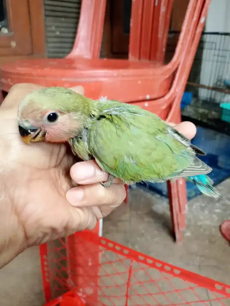 Burung jinak lovebird non klep