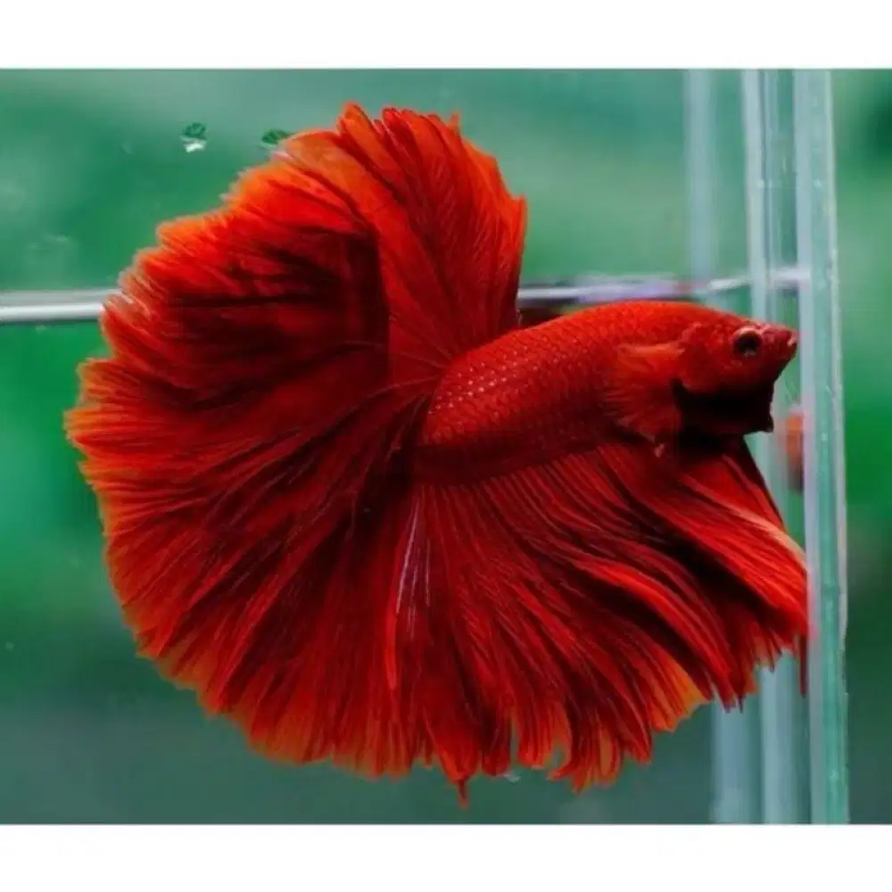 Cupang halfmoon super red