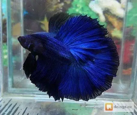 Cupang Halfmoon Blue