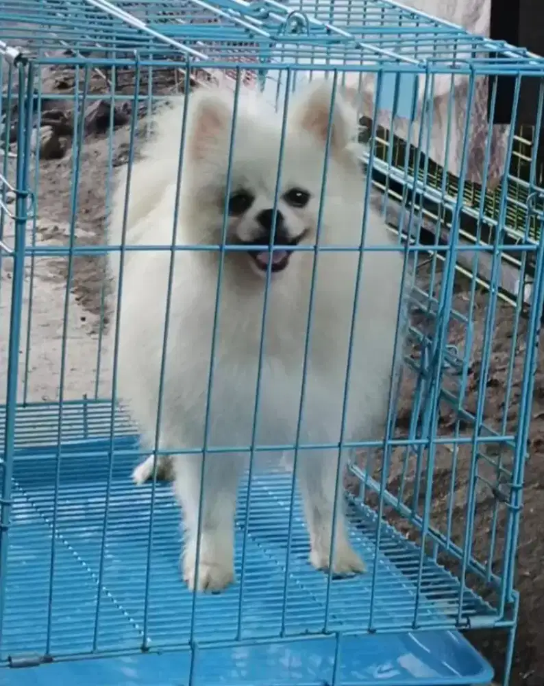 Pomeranian jantan surat lengkap