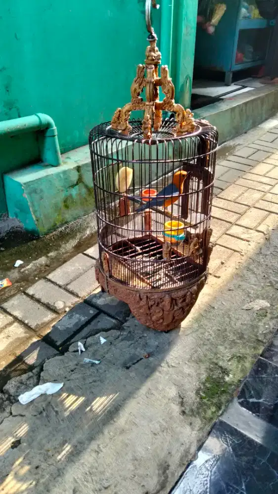 Anis merah Ring kondang