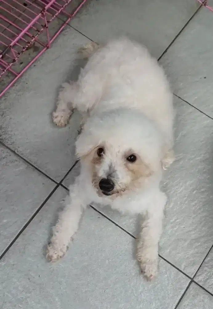 Induk Poodle betina free kandang