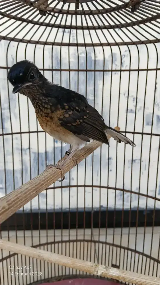 Mbm trotol trah lomba pe 23x13