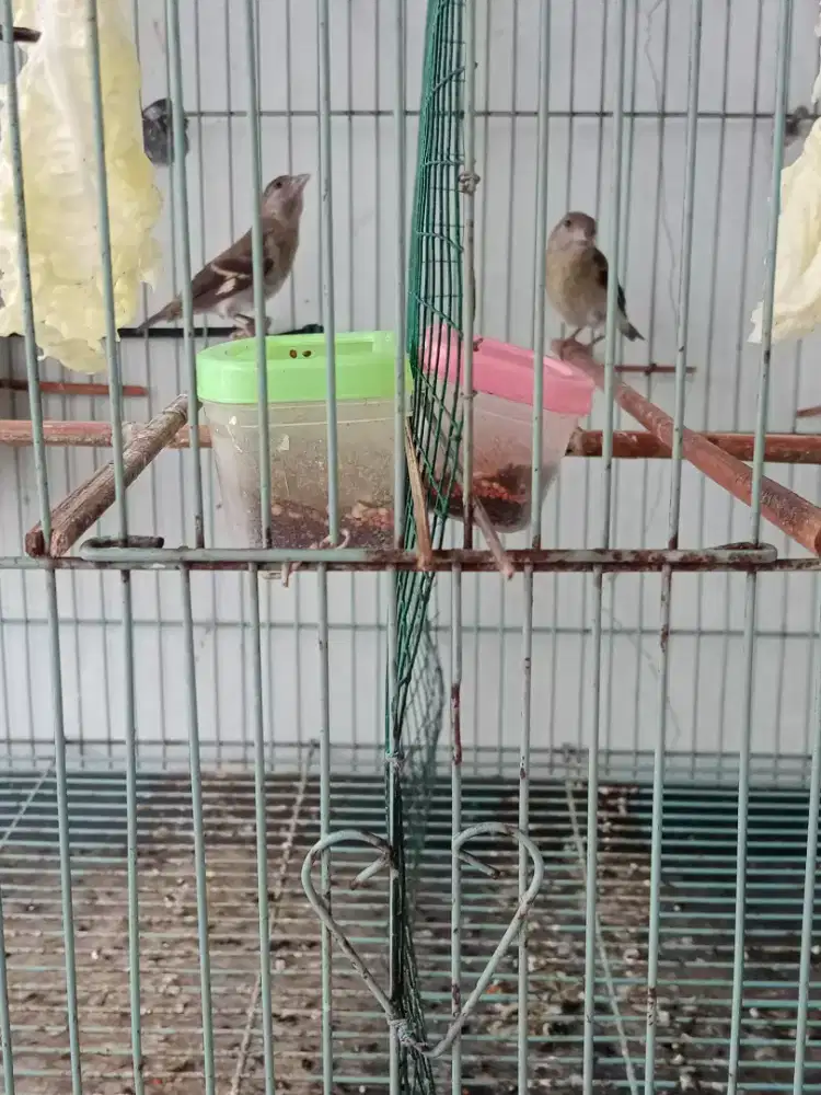 Jual Red siskin Betina 2 ekor burja