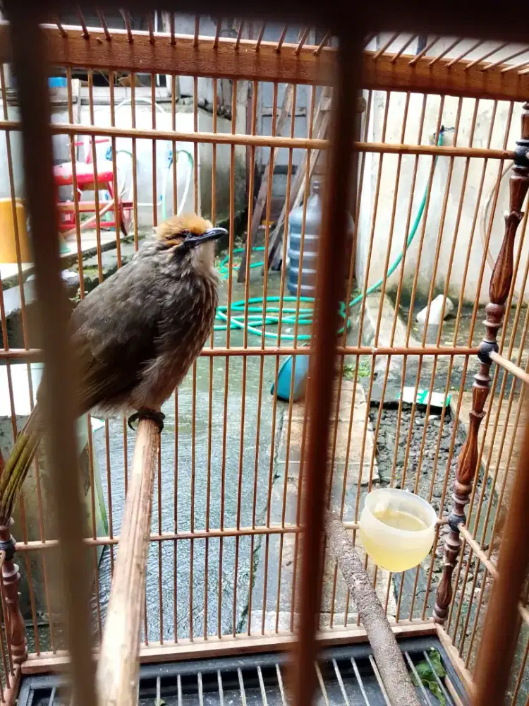 burung cocak rowo minus