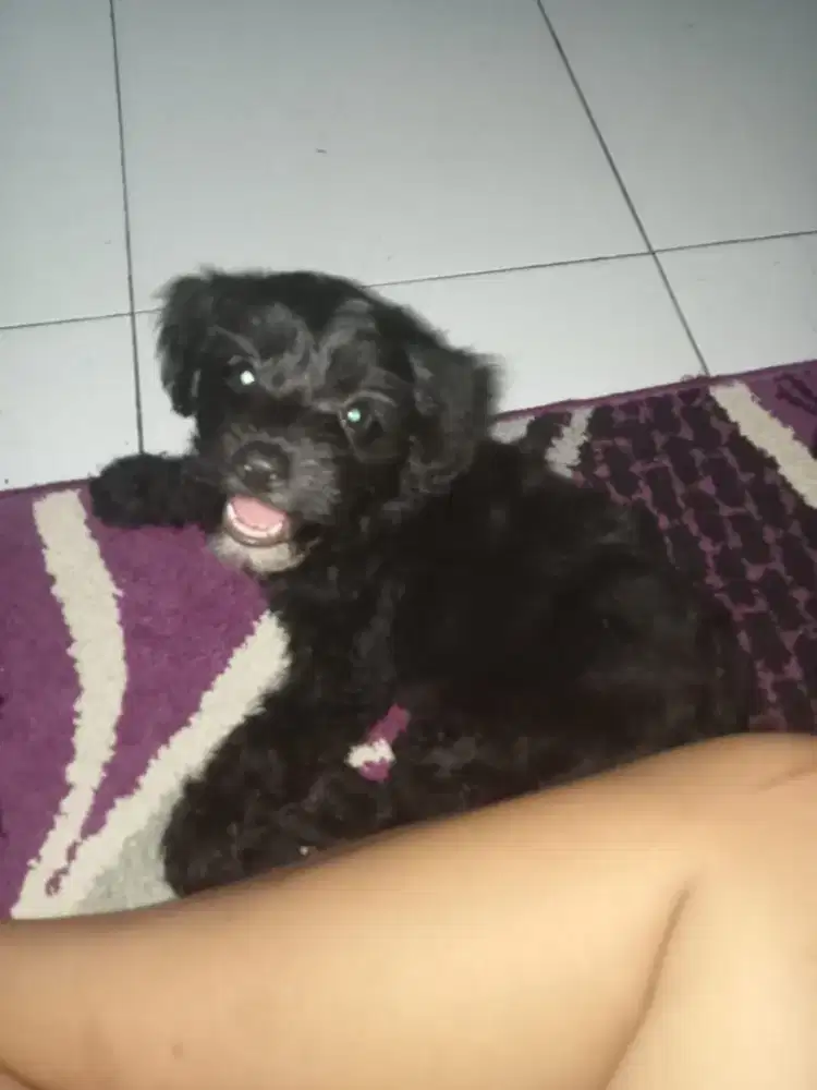 Anjing Poddle baby