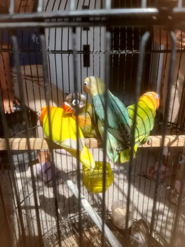Lovebird balibu 4ekor