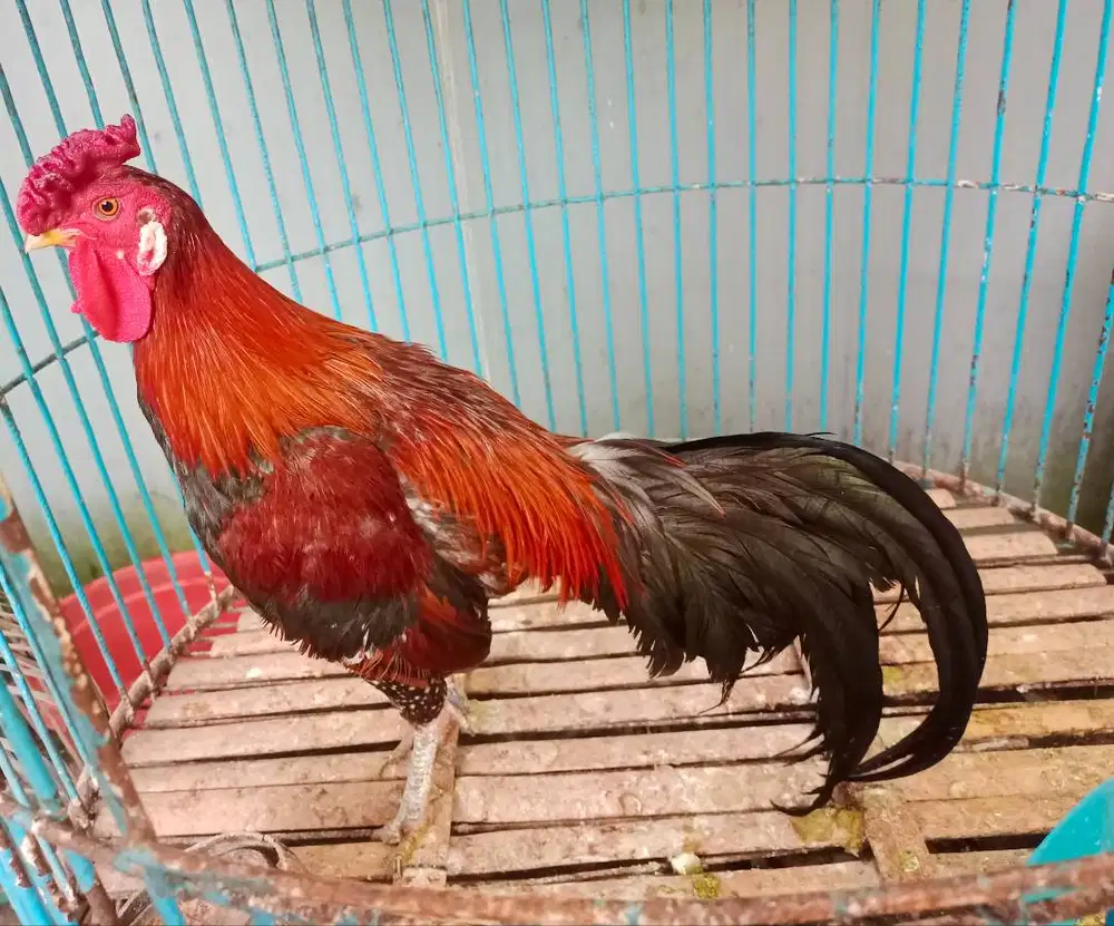 Ayam ketawa dangdut sejodoh